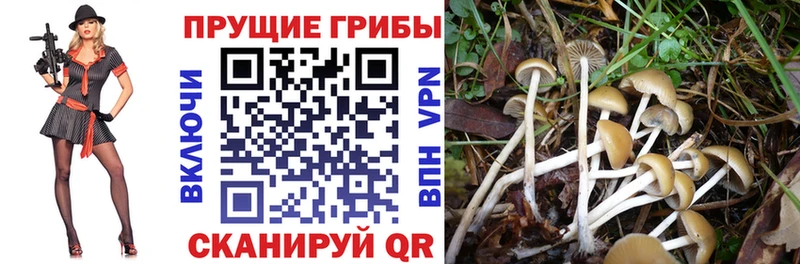 Галлюциногенные грибы мицелий  Чебоксары 